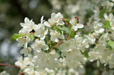 Cennet bahçelerinden çiçek açan elma ağacı yakın