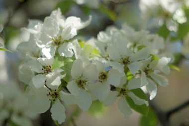 Cennet bahçelerinden çiçek açan elma ağacı yakın