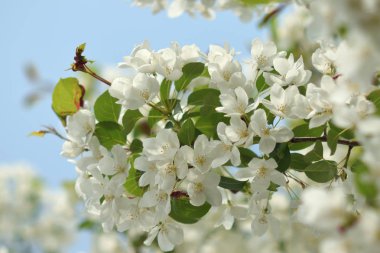 Cennet bahçelerinden çiçek açan elma ağacı yakın