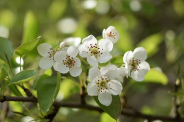 Cennet bahçelerinden çiçek açan elma ağacı yakın