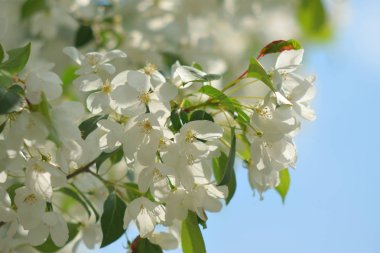 Cennet bahçelerinden çiçek açan elma ağacı yakın