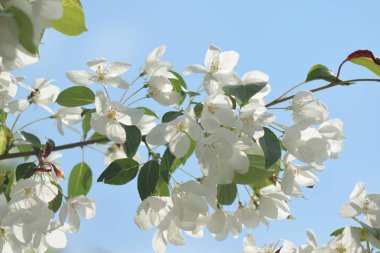 Cennet bahçelerinden çiçek açan elma ağacı yakın