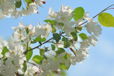 Cennet bahçelerinden çiçek açan elma ağacı yakın