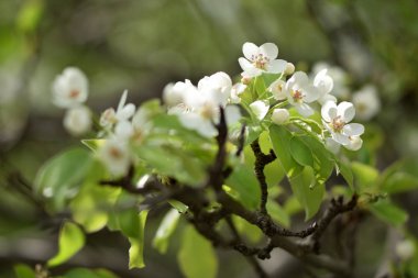Cennet bahçelerinden çiçek açan elma ağacı yakın