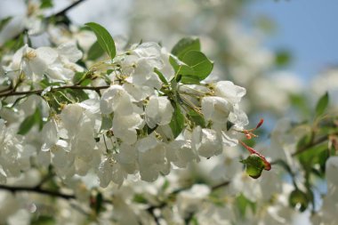 Cennet bahçelerinden çiçek açan elma ağacı yakın