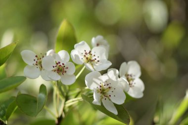Cennet bahçelerinden çiçek açan elma ağacı yakın
