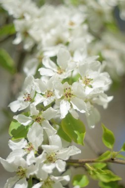 Cennet Bahçesinde Elma çiçeği yakın çekim