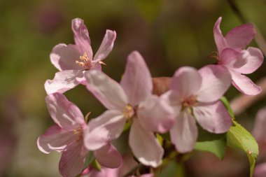 Cennet bahçelerinden çiçek açan elma ağacı yakın