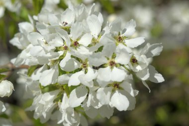 Cennet Bahçesinde Elma çiçeği yakın çekim