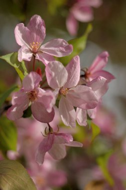 Cennet bahçelerinden çiçek açan elma ağacı yakın