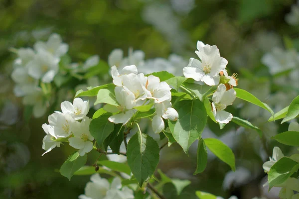 楽園の庭から咲くリンゴの木がクローズアップ — ストック写真