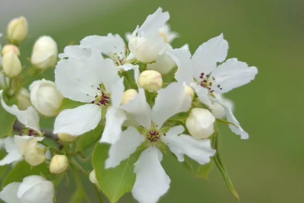 Blühender Apfelbaum Aus Paradiesgärten Hautnah — Stockfoto