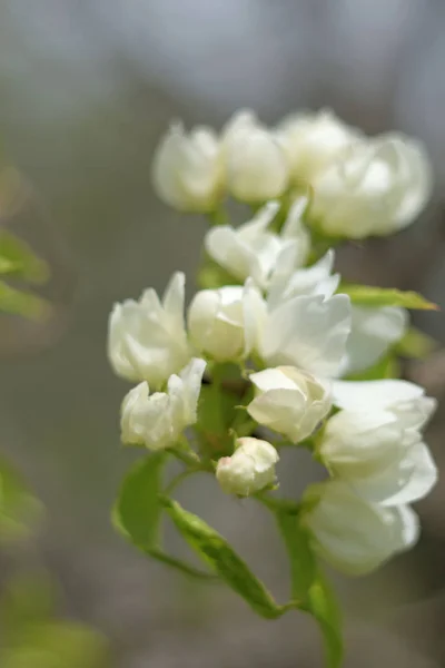 Macieira Florescendo Partir Jardins Paradisíacos Fechar — Fotografia de Stock