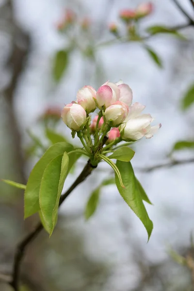 楽園の庭から咲くリンゴの木がクローズアップ — ストック写真