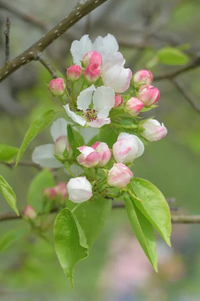 Pommier Fleuri Des Jardins Paradisiaques Close — Photo