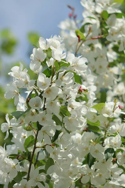 Pommier Fleuri Des Jardins Paradisiaques Close — Photo