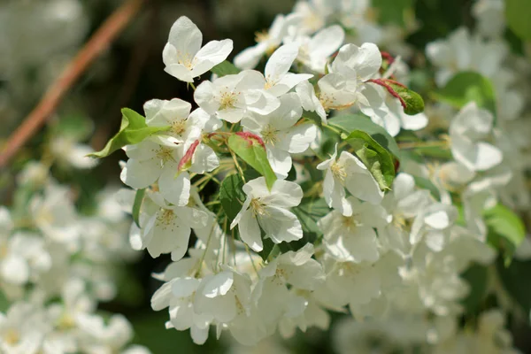 Pommier Fleuri Des Jardins Paradisiaques Close — Photo