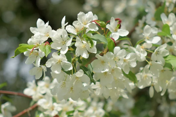 Pommier Fleuri Des Jardins Paradisiaques Close — Photo