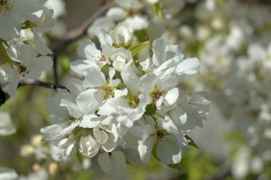 Cennet Bahçesinde Elma çiçeği yakın çekim