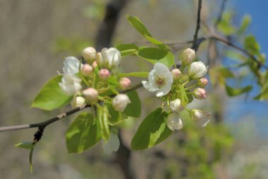 Cennet Bahçesinde Elma çiçeği yakın çekim