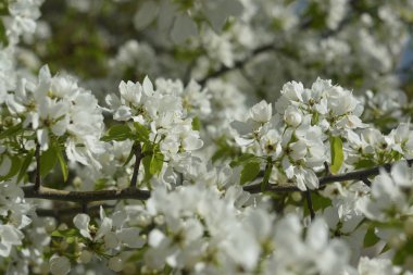 Cennet Bahçesinde Elma çiçeği yakın çekim