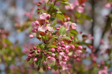 Cennet bahçelerinden çiçek açan elma ağacı yakın
