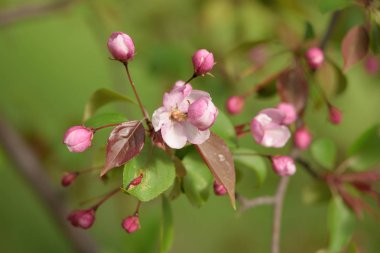 Cennet bahçelerinden çiçek açan elma ağacı yakın