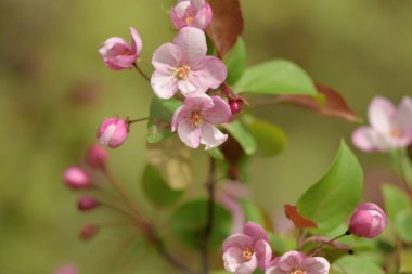 Cennet bahçelerinden çiçek açan elma ağacı yakın