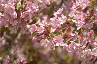 Cennet Bahçesinde Elma çiçeği yakın çekim