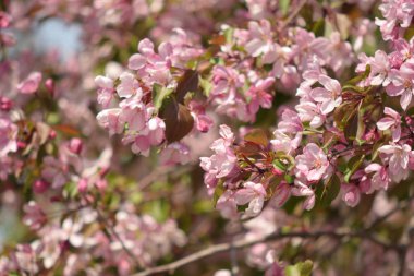 Cennet Bahçesinde Elma çiçeği yakın çekim