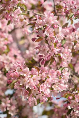 Cennet Bahçesinde Elma çiçeği yakın çekim