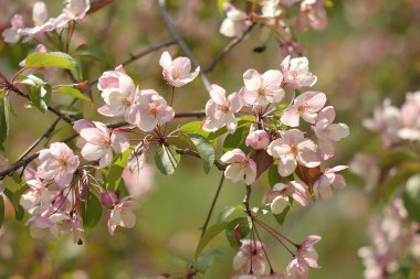 Cennet Bahçesinde Elma çiçeği yakın çekim