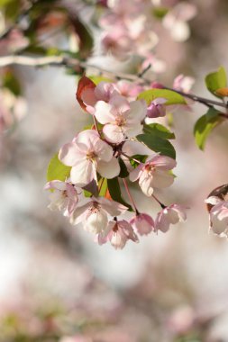 Cennet Bahçesinde Elma çiçeği yakın çekim