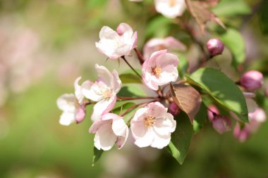 Cennet bahçelerinden çiçek açan elma ağacı yakın