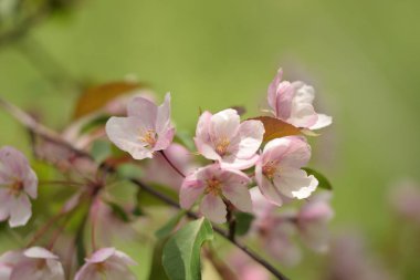Cennet bahçelerinden çiçek açan elma ağacı yakın