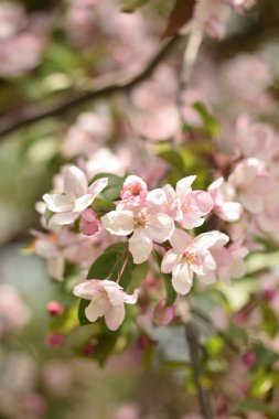 Cennet bahçelerinden çiçek açan elma ağacı yakın