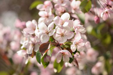 Cennet bahçelerinden çiçek açan elma ağacı yakın