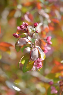 Cennet bahçelerinden çiçek açan elma ağacı yakın