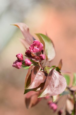 Cennet bahçelerinden çiçek açan elma ağacı yakın