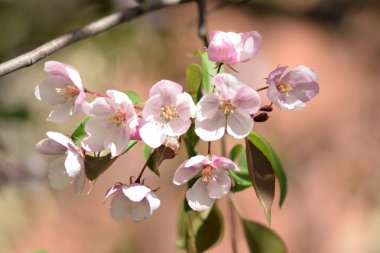 Cennet bahçelerinden çiçek açan elma ağacı yakın