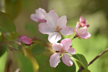 Cennet bahçelerinden çiçek açan elma ağacı yakın