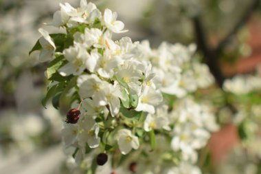 Cennet Bahçesinde Elma çiçeği yakın çekim