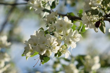 Cennet Bahçesinde Elma çiçeği yakın çekim