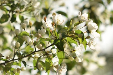 Cennet Bahçesinde Elma çiçeği yakın çekim