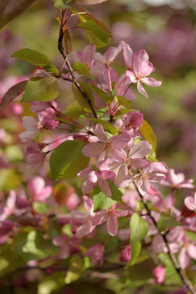 Цветущие Яблони Райских Садов Вблизи — стоковое фото