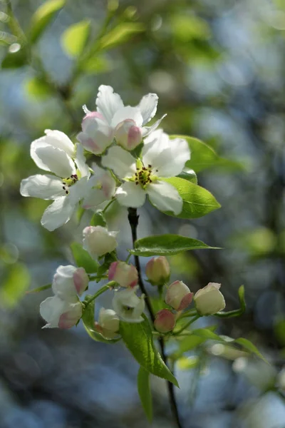 Apfelblüte Garten Von Eden Aus Nächster Nähe — Stockfoto