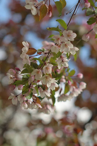 Apple Blossom Garden Eden Close — Stock Photo, Image