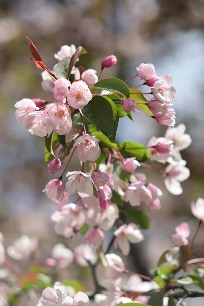 Äppelblom Edens Lustgård Närbild — Stockfoto