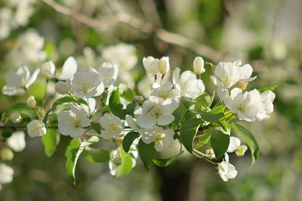 Flor Manzana Jardín Del Edén Cerca —  Fotos de Stock