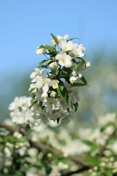 Floraison Pommes Dans Jardin Eden Close — Photo